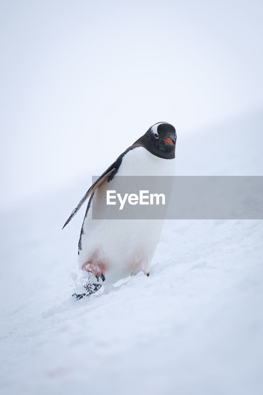 animal themes, animal, bird, animal wildlife, snow, wildlife, cold temperature, winter, one animal, beak, nature, penguin, no people, ice, full length, environment, close-up, day, frozen, outdoors, polar climate, white, beauty in nature, travel