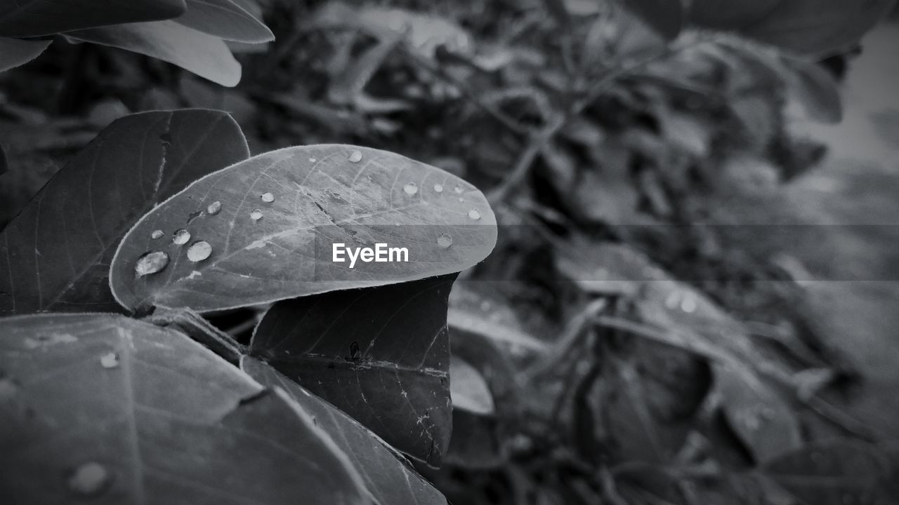 Close-up of raindrops on leaves