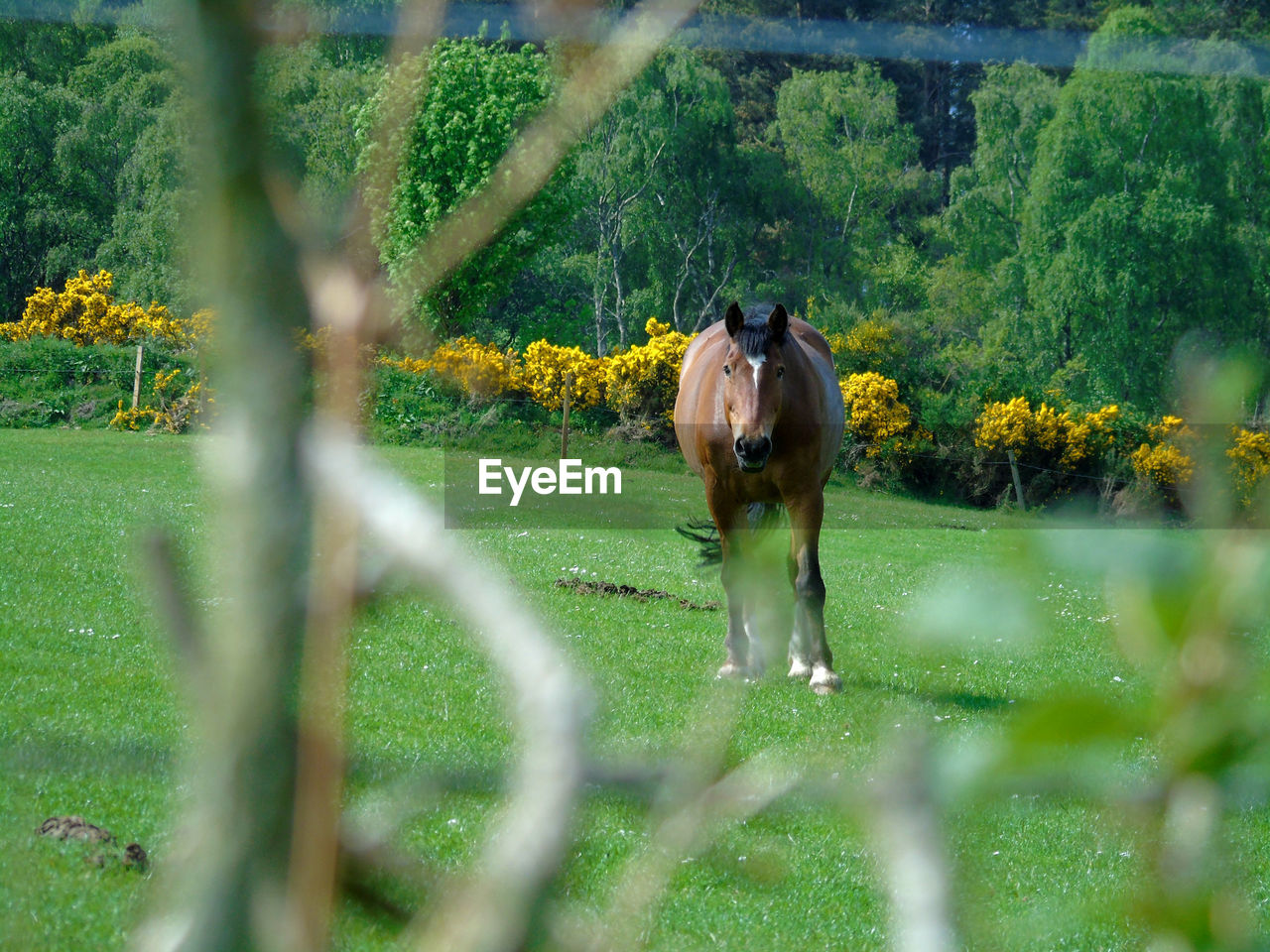A view of a horse in a field through the fence