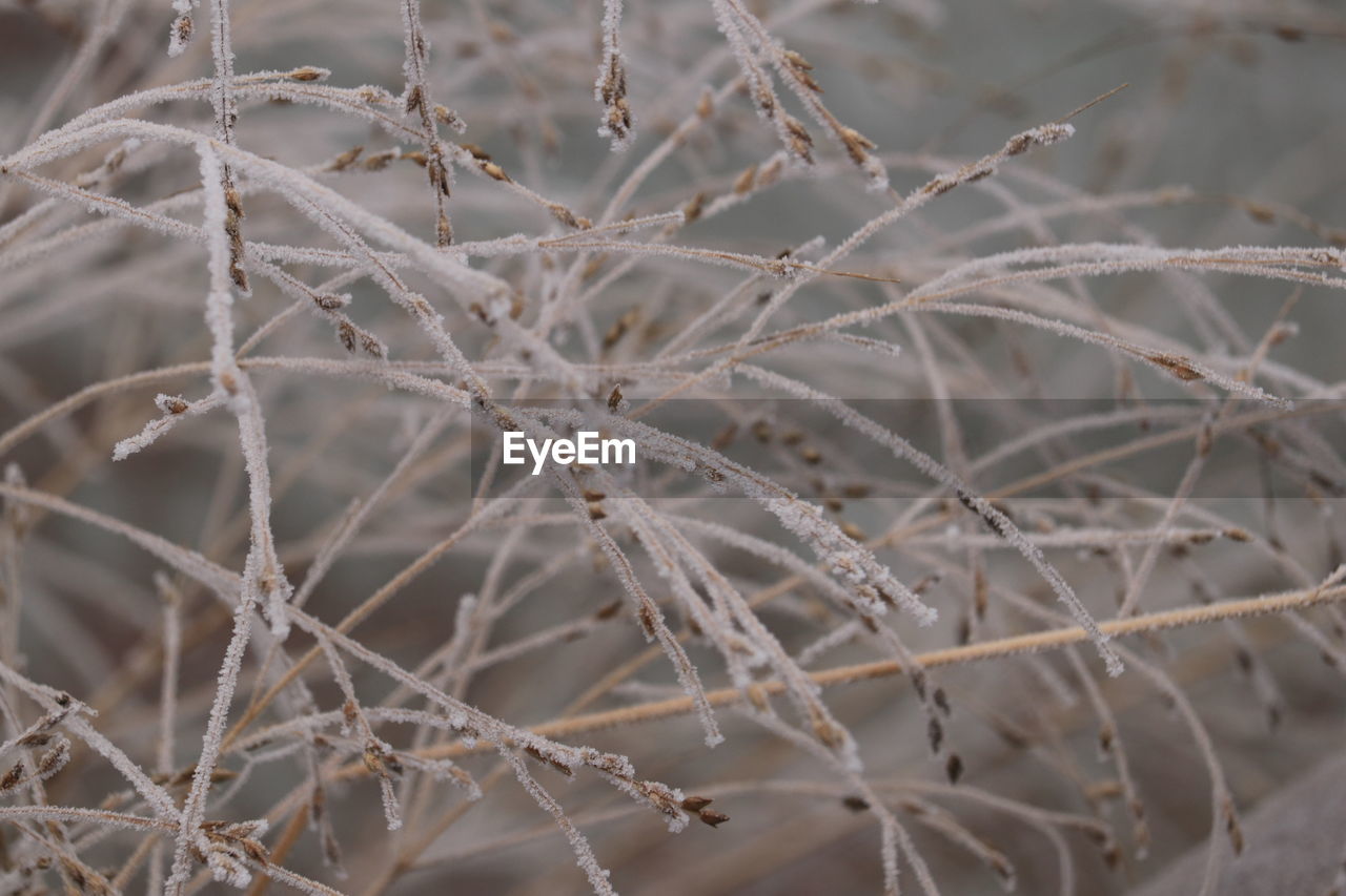 frost, branch, twig, winter, plant, nature, no people, freezing, close-up, snow, focus on foreground, day, cold temperature, leaf, grass, beauty in nature, flower, growth, ice, outdoors, selective focus, land, dry, frozen, tranquility, tree