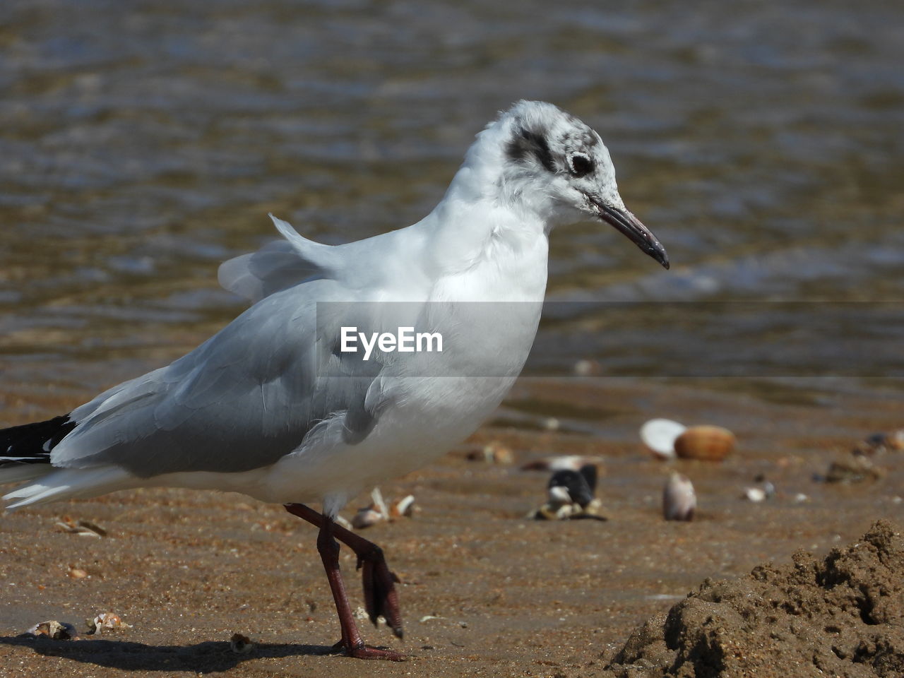 SEAGULL ON THE BEACH