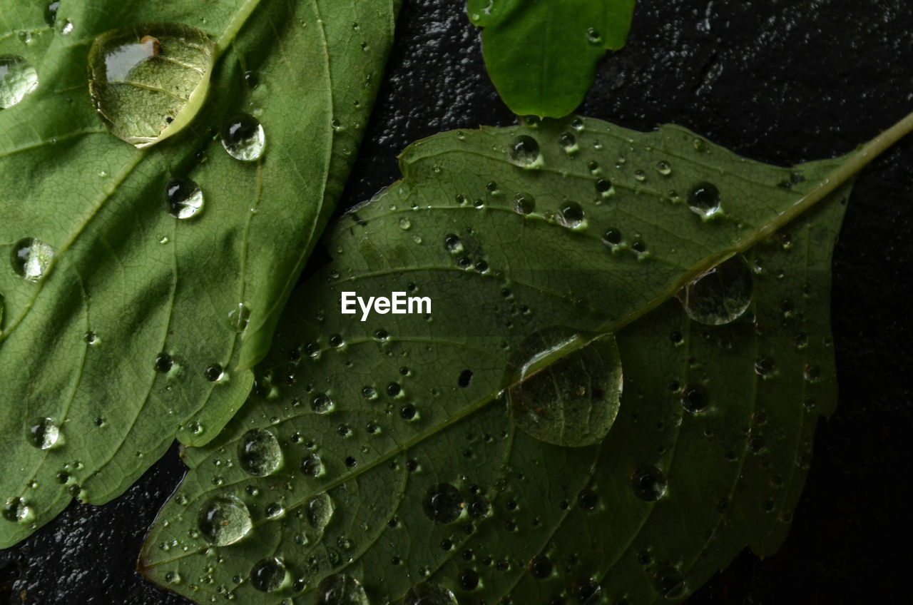 Close-up of water drops on leaves