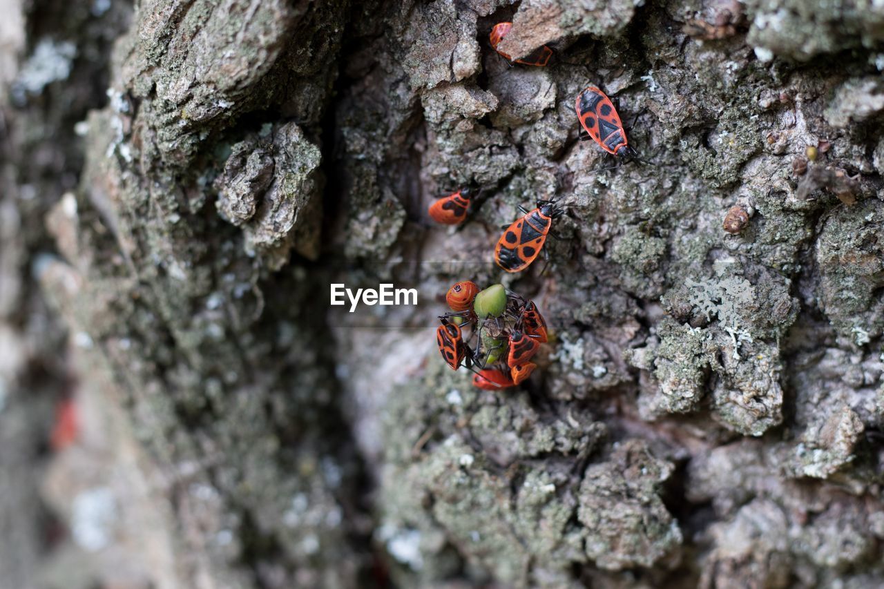 CLOSE-UP OF GRASSHOPPER ON TREE TRUNK