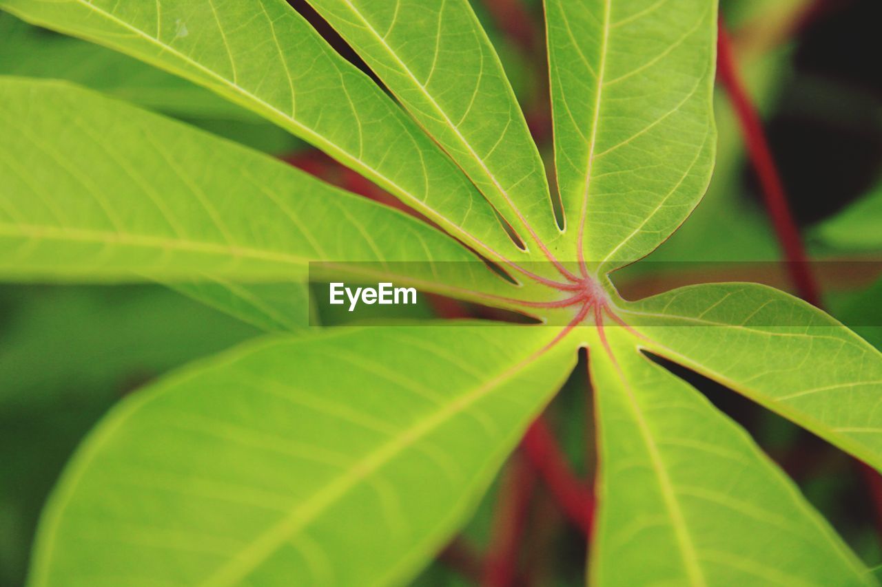 Close-up of green leaves