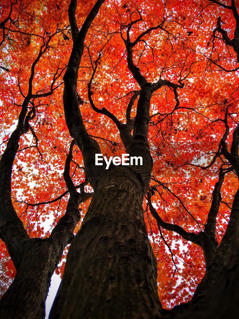 CLOSE-UP LOW ANGLE VIEW OF TREE AGAINST SKY