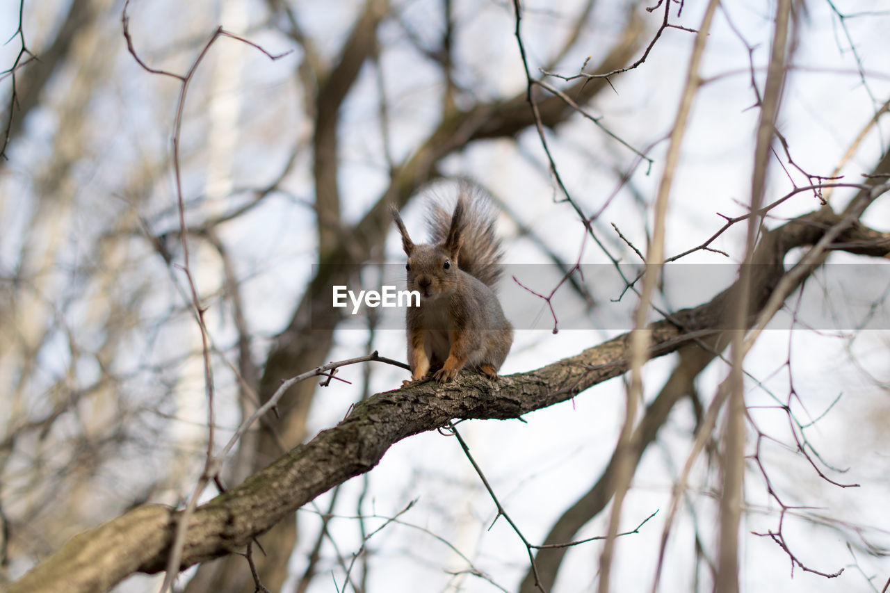 LOW ANGLE VIEW OF BIRD PERCHING ON BARE TREE