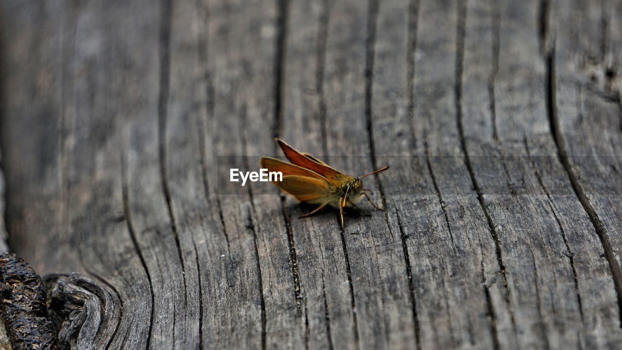 Butterfly on wood