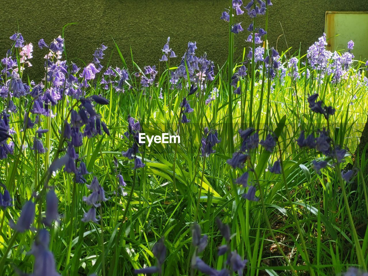 plant, flower, flowering plant, growth, beauty in nature, freshness, nature, green, purple, field, fragility, no people, land, day, meadow, wildflower, outdoors, iris, close-up, grass, lavender, tranquility