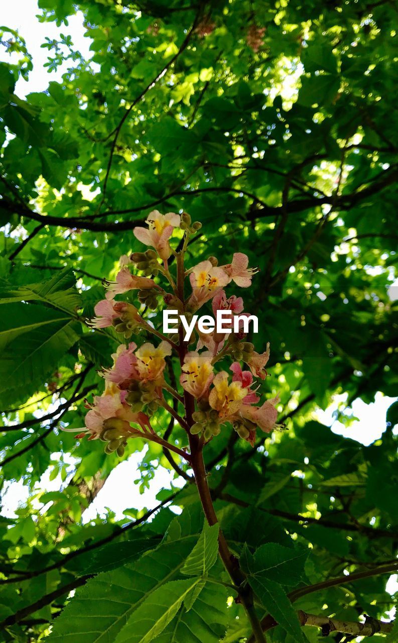 LOW ANGLE VIEW OF TREE BRANCH