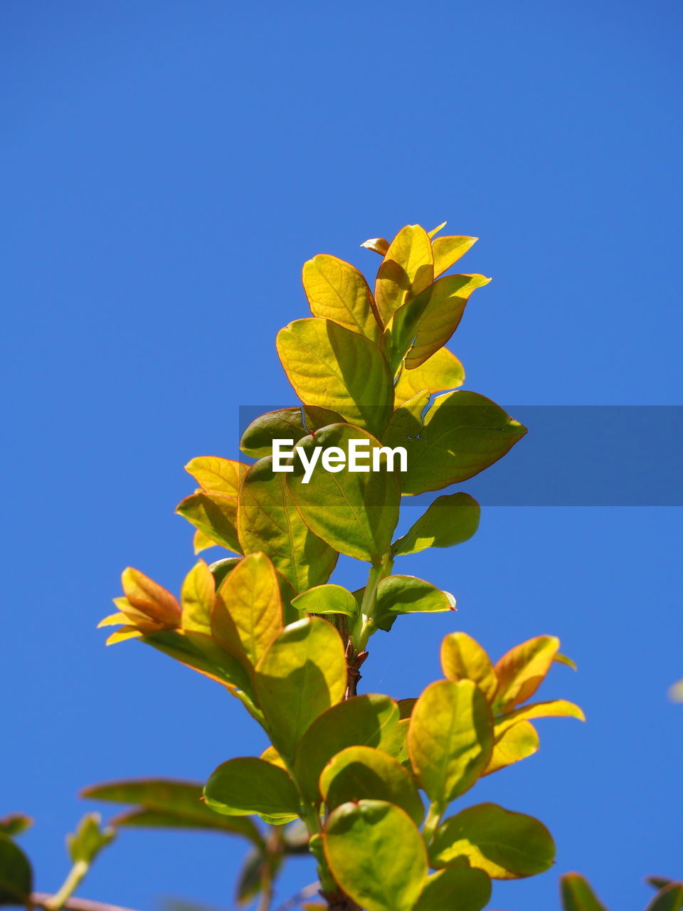 CLOSE-UP OF YELLOW FLOWERING PLANT AGAINST CLEAR BLUE SKY
