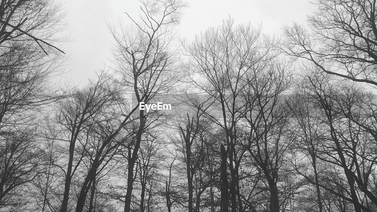 LOW ANGLE VIEW OF BARE TREES IN FOREST AGAINST SKY