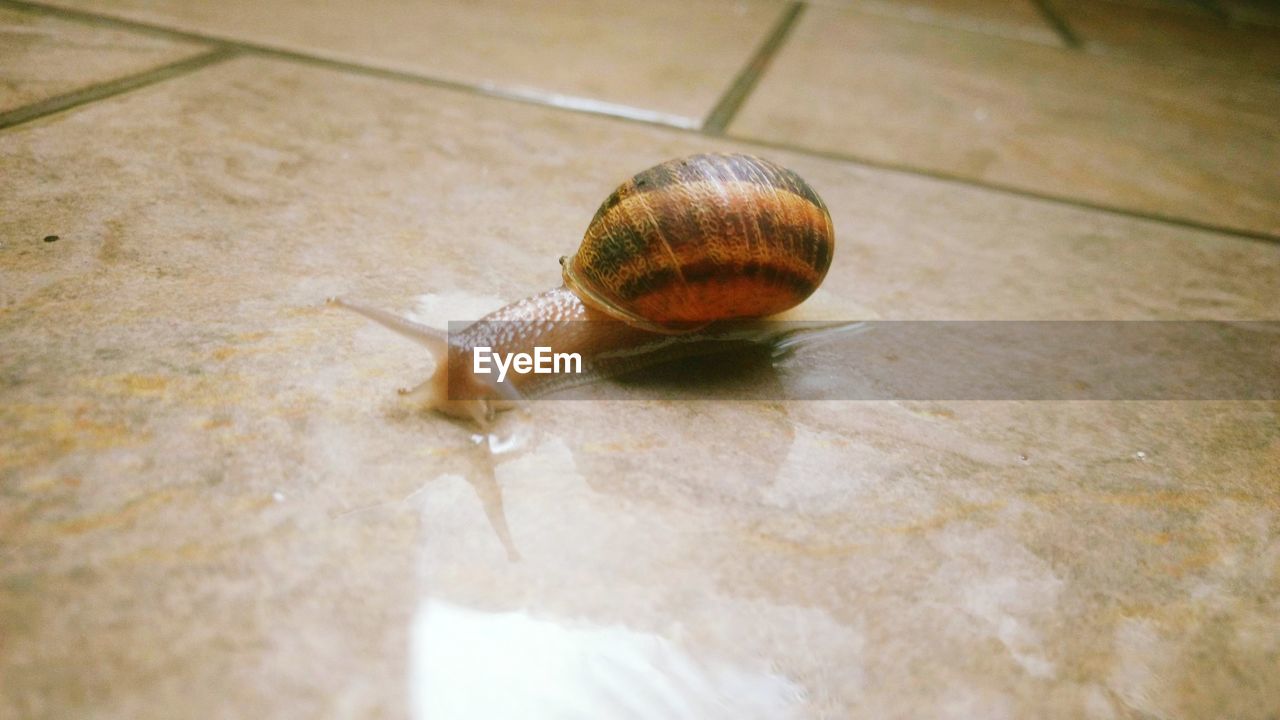 CLOSE-UP OF SNAILS