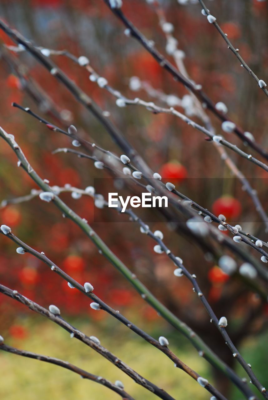 Close-up of wet tree branch during rainy season