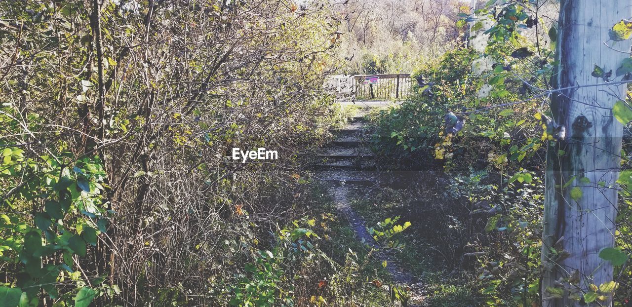 HIGH ANGLE VIEW OF PLANTS AND TREES BY CANAL