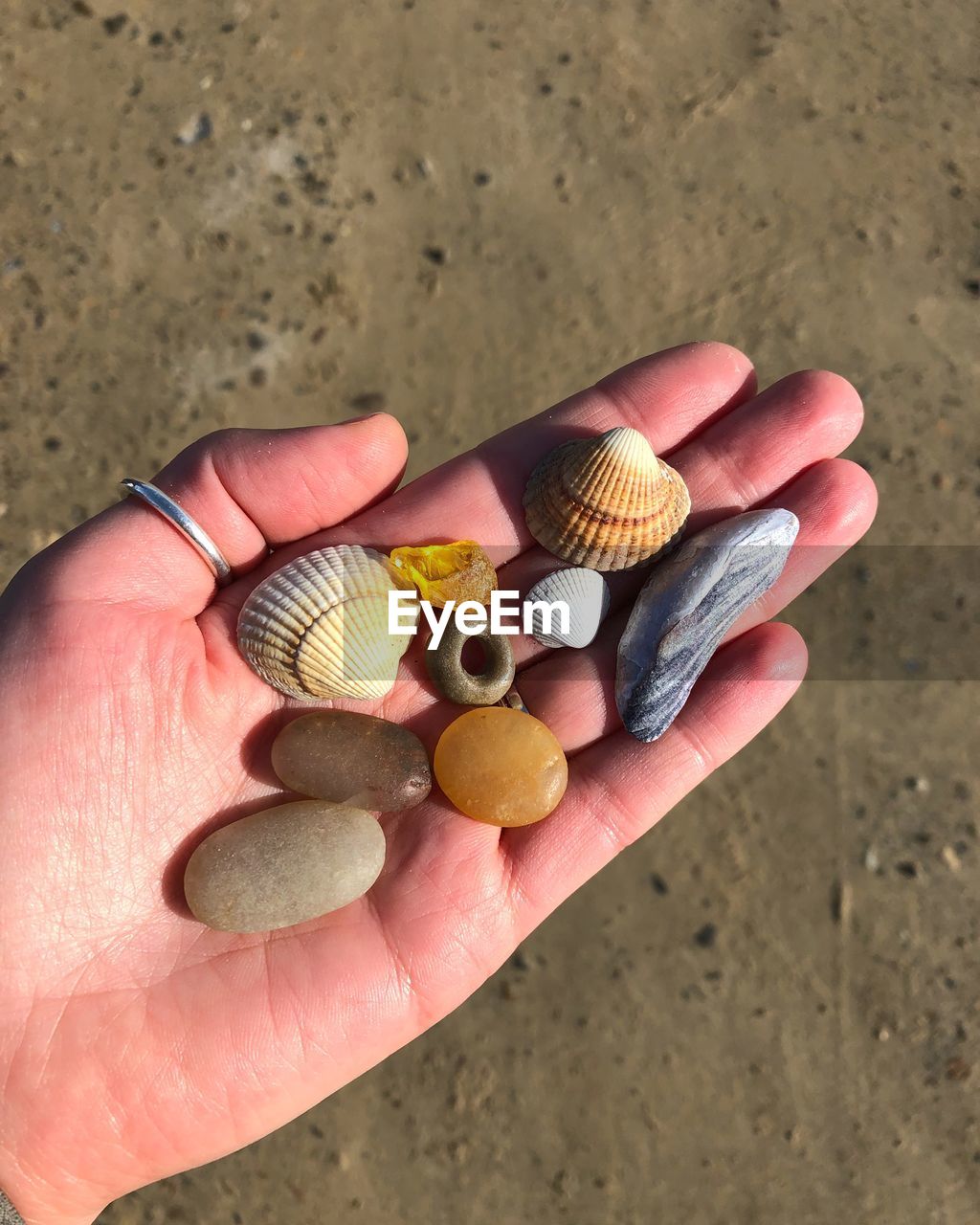 HIGH ANGLE VIEW OF PERSON HOLDING SHELL ON BEACH