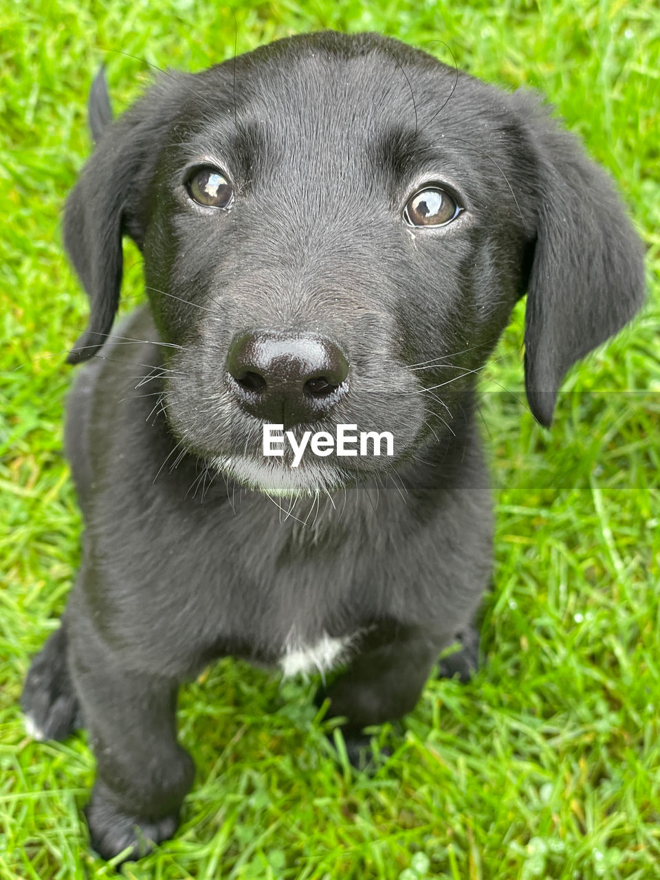 Black dog on grassy field