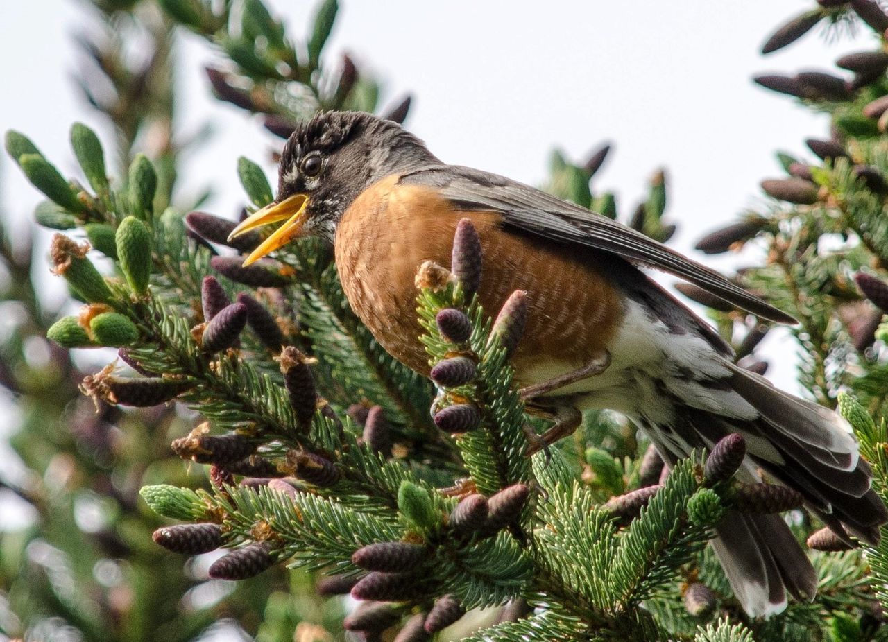 Low angle view of robin perching on pine tree