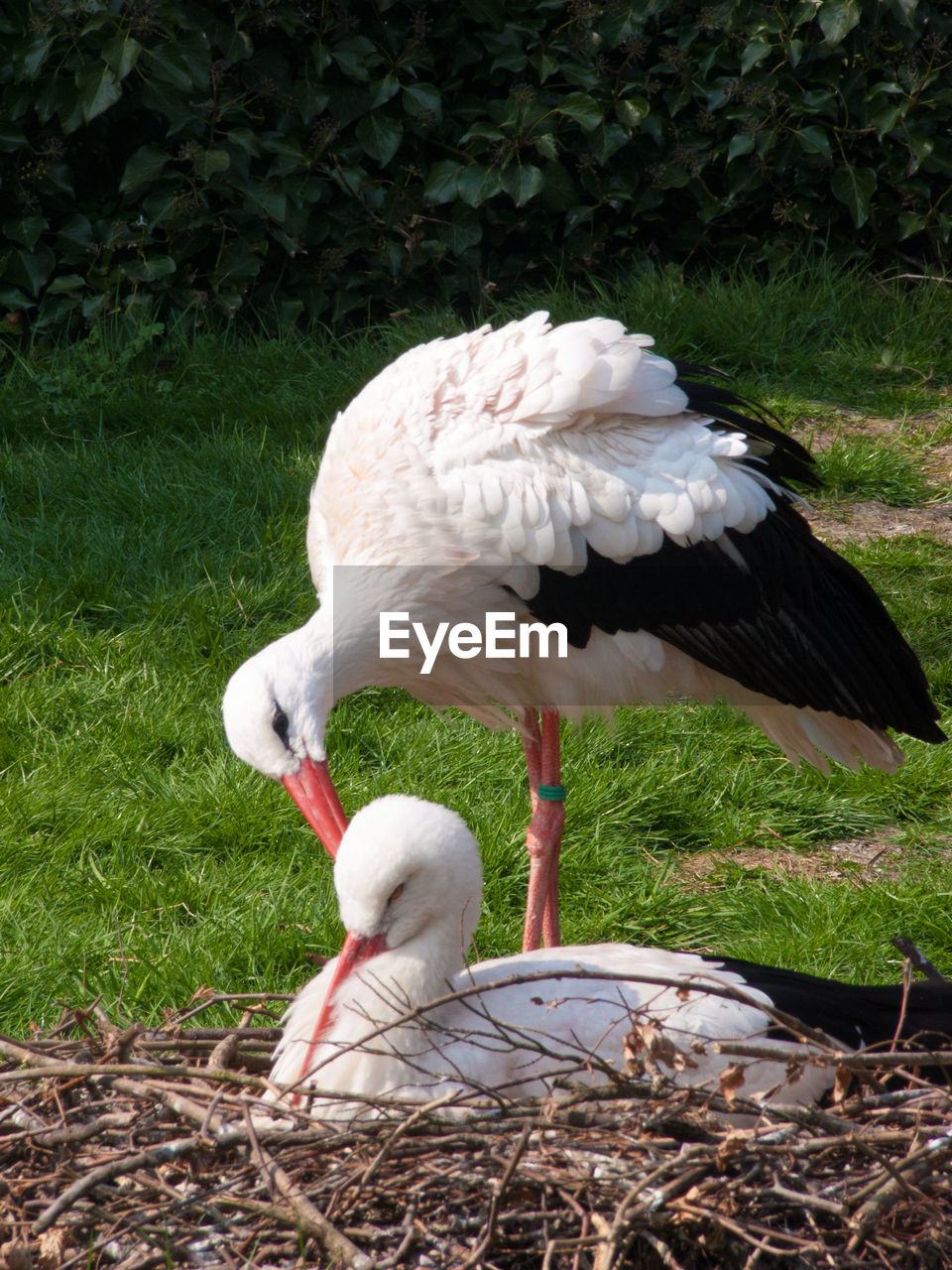 Close-up of herons on nest in field