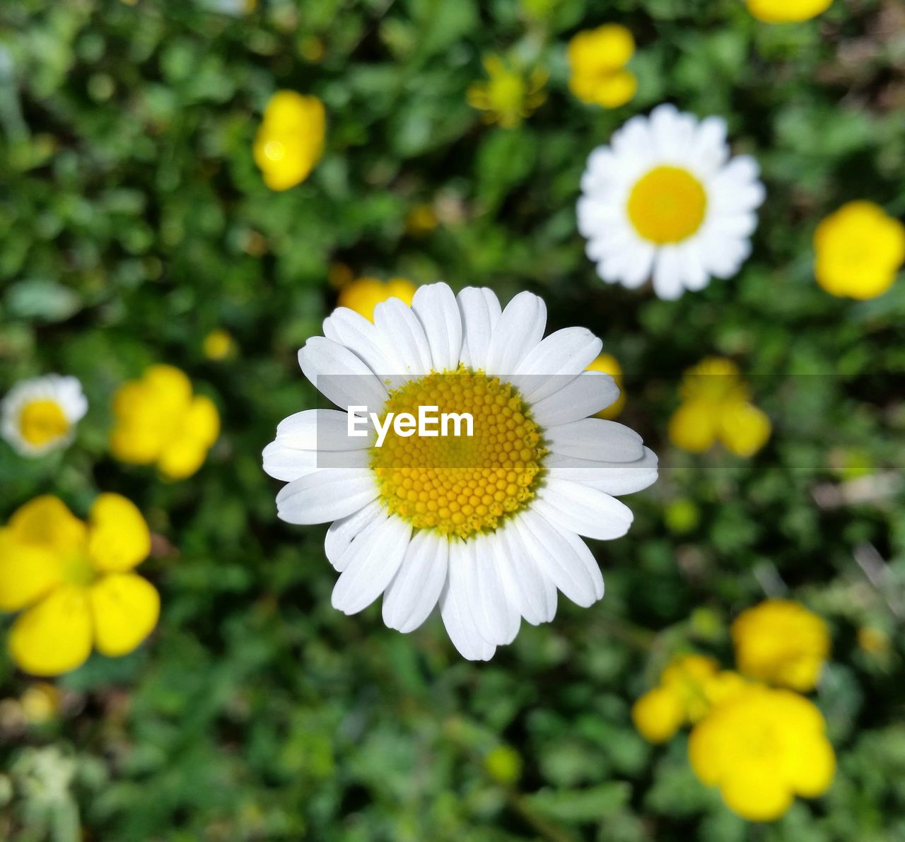 Daisy in a meadow of yellow flowers