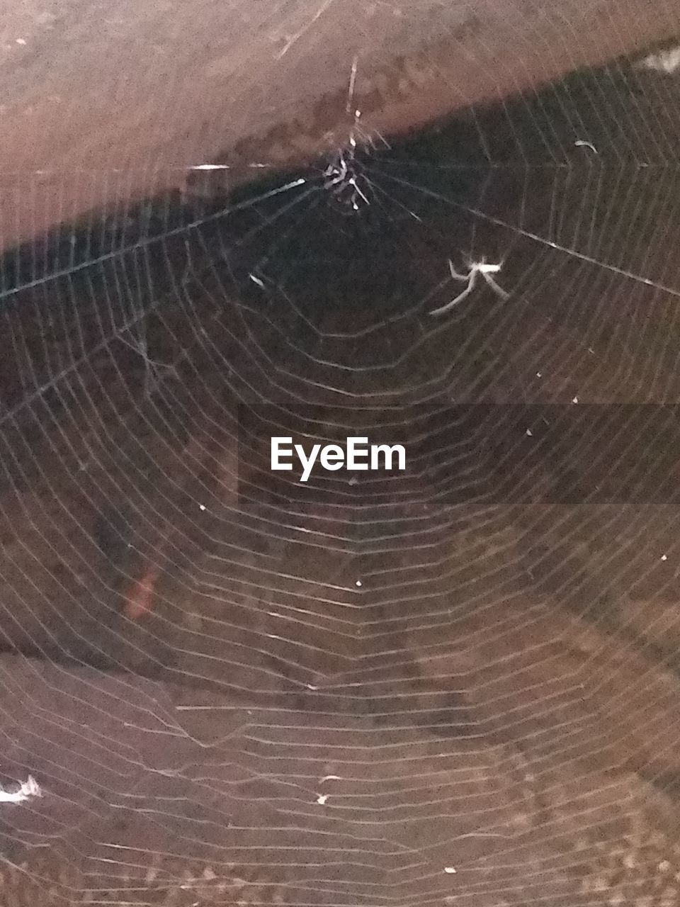 CLOSE-UP OF SPIDER WEB IN A FOREST