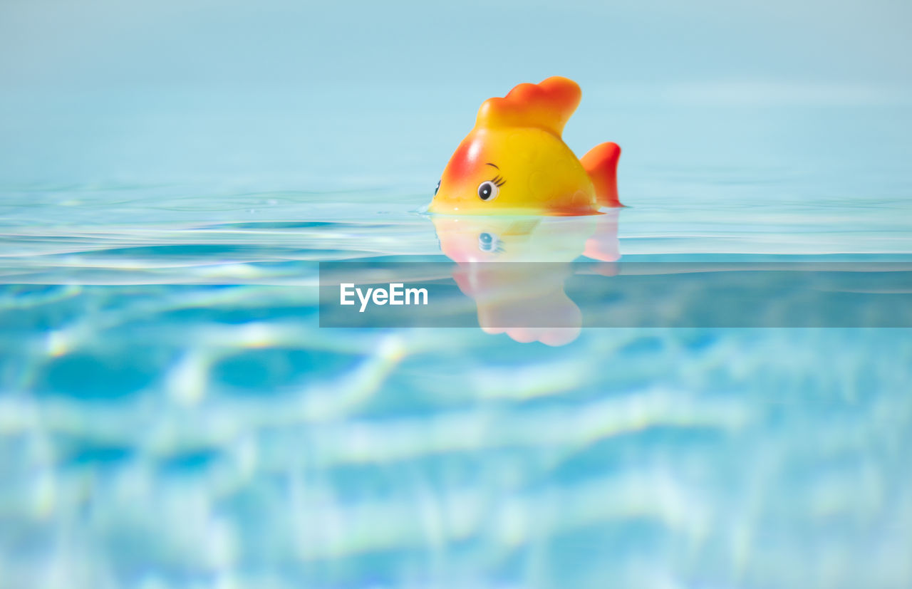 Red toy fish taking bath in swimming pool, shallow depth of field and copy space