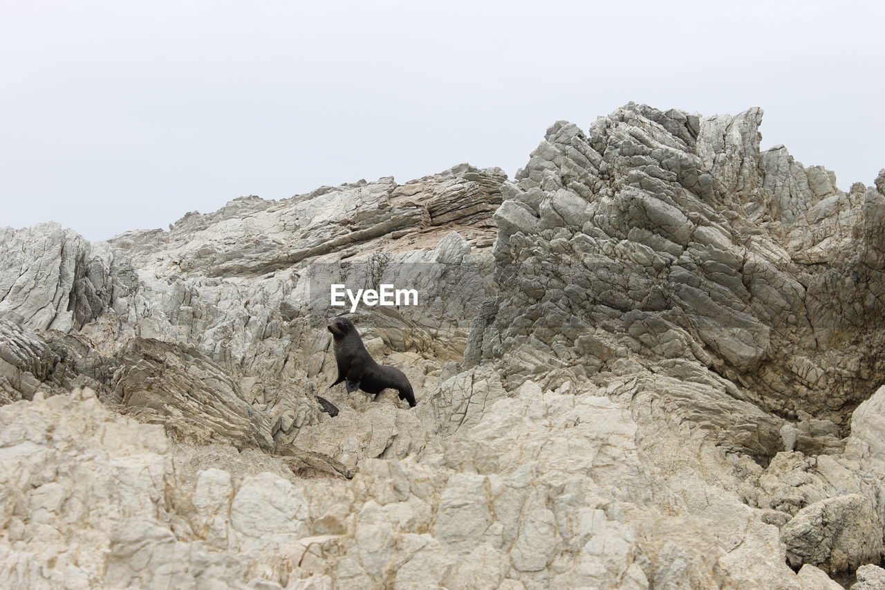 LOW ANGLE VIEW OF BIRD ON ROCK FORMATION AGAINST SKY