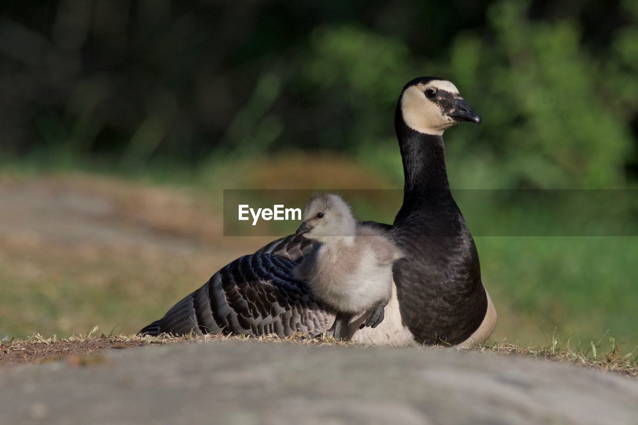 CLOSE-UP OF BIRD ON ROCK