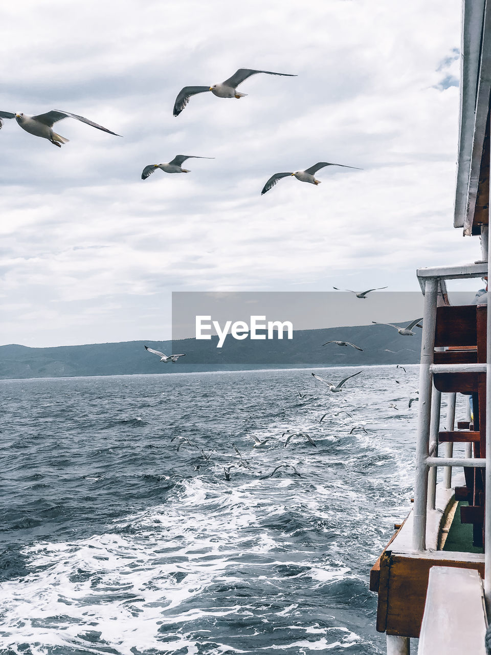 BIRDS FLYING OVER SEA