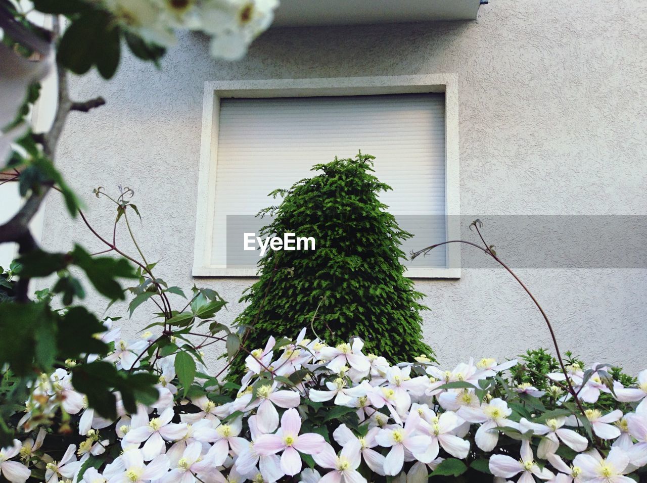 POTTED PLANTS IN BACKYARD