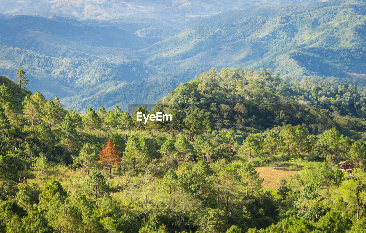 High angle view of trees in forest