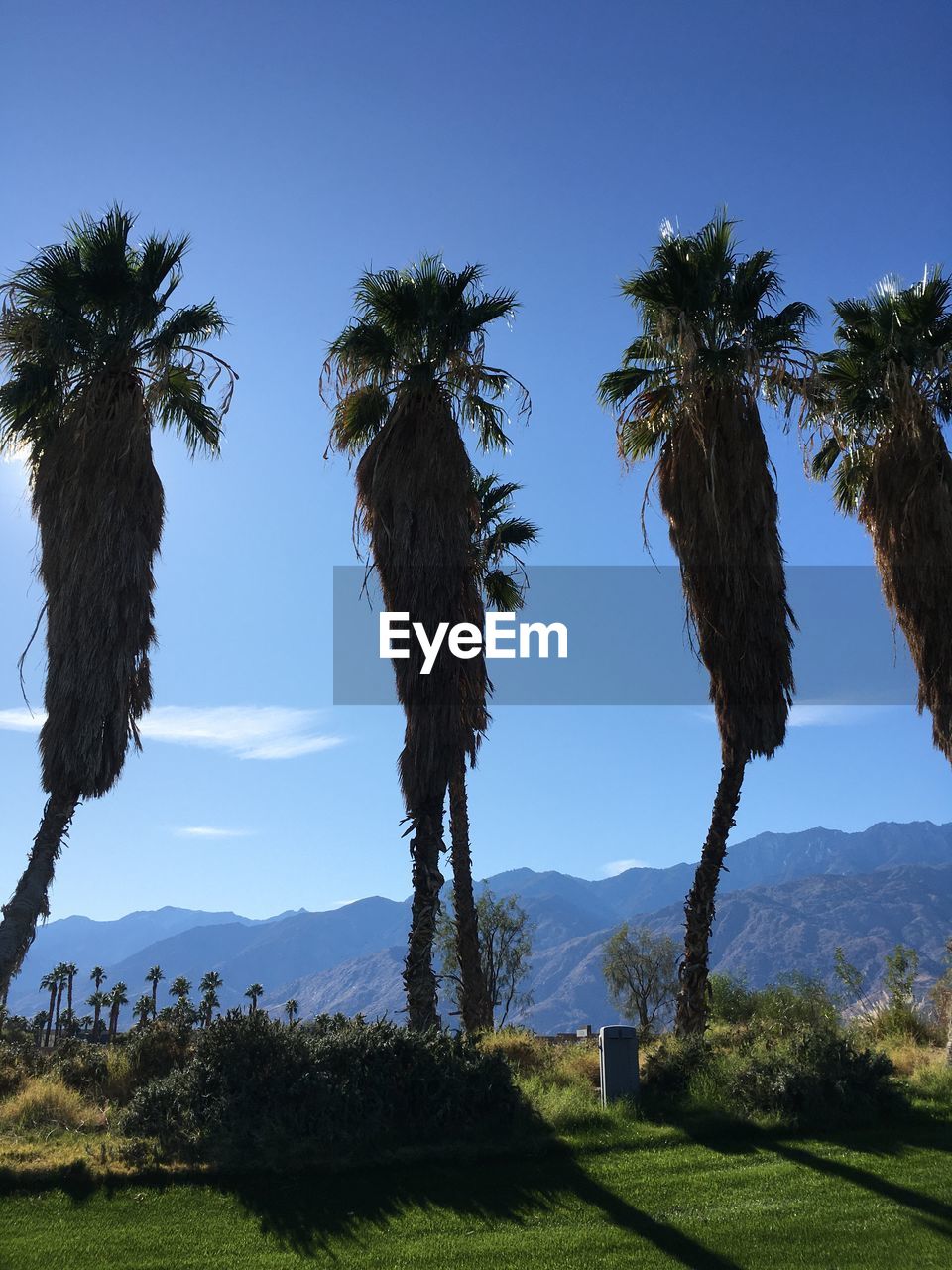 Scenic view of palm trees against clear sky