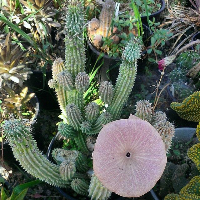 CLOSE-UP OF PLANTS