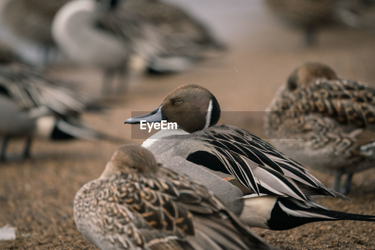 CLOSE-UP OF A BIRD