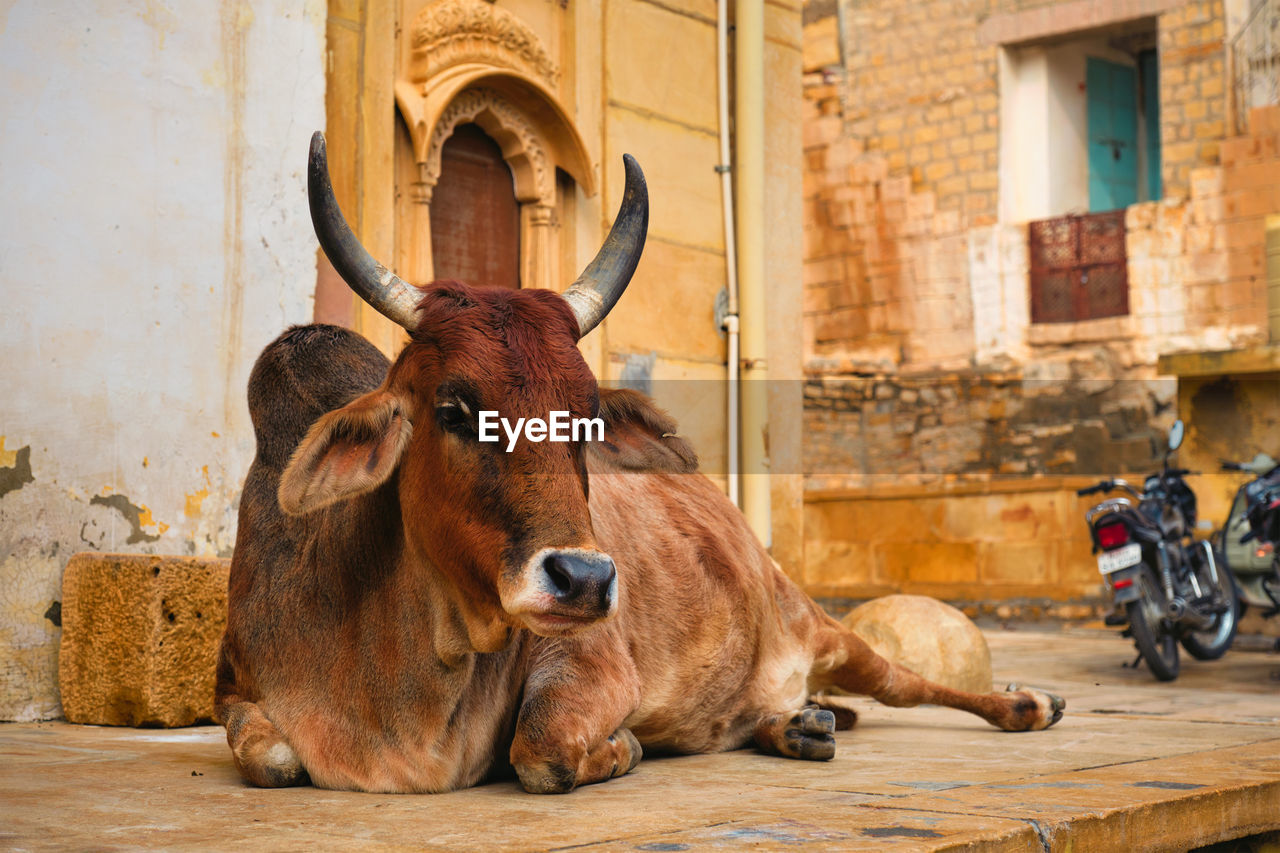 animal themes, animal, mammal, cattle, domestic animals, bull, one animal, architecture, livestock, ox, animal wildlife, wheel, pet, tradition, wood, land vehicle, ancient history, building exterior, built structure, city, vehicle, horned, outdoors, wall - building feature, relaxation, day, no people, nature, bicycle, portrait, travel