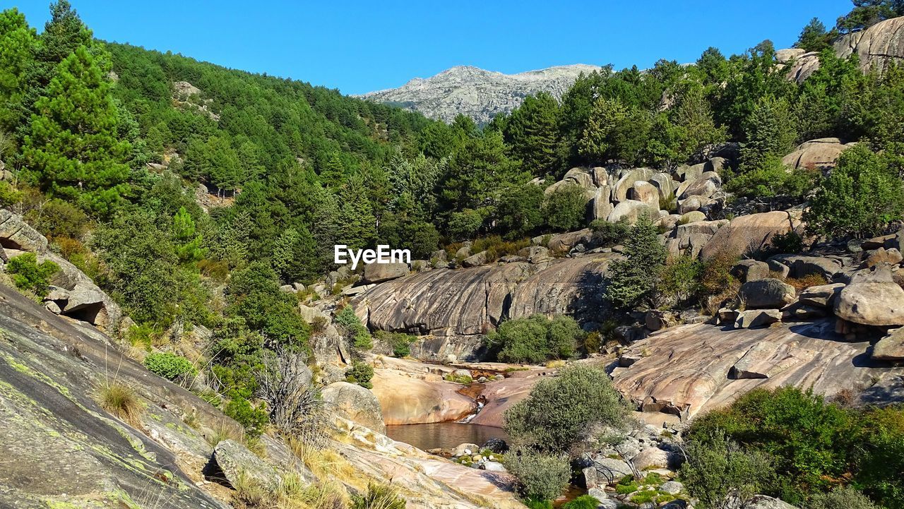 PLANTS GROWING ON ROCKS AGAINST SKY