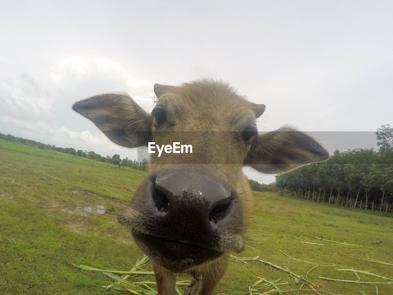 mammal, animal themes, animal, domestic animals, looking at camera, portrait, domestic, pets, livestock, one animal, sky, field, vertebrate, land, nature, cattle, grass, animal body part, day, cow, no people, animal head, outdoors, herbivorous, animal mouth, snout, animal nose