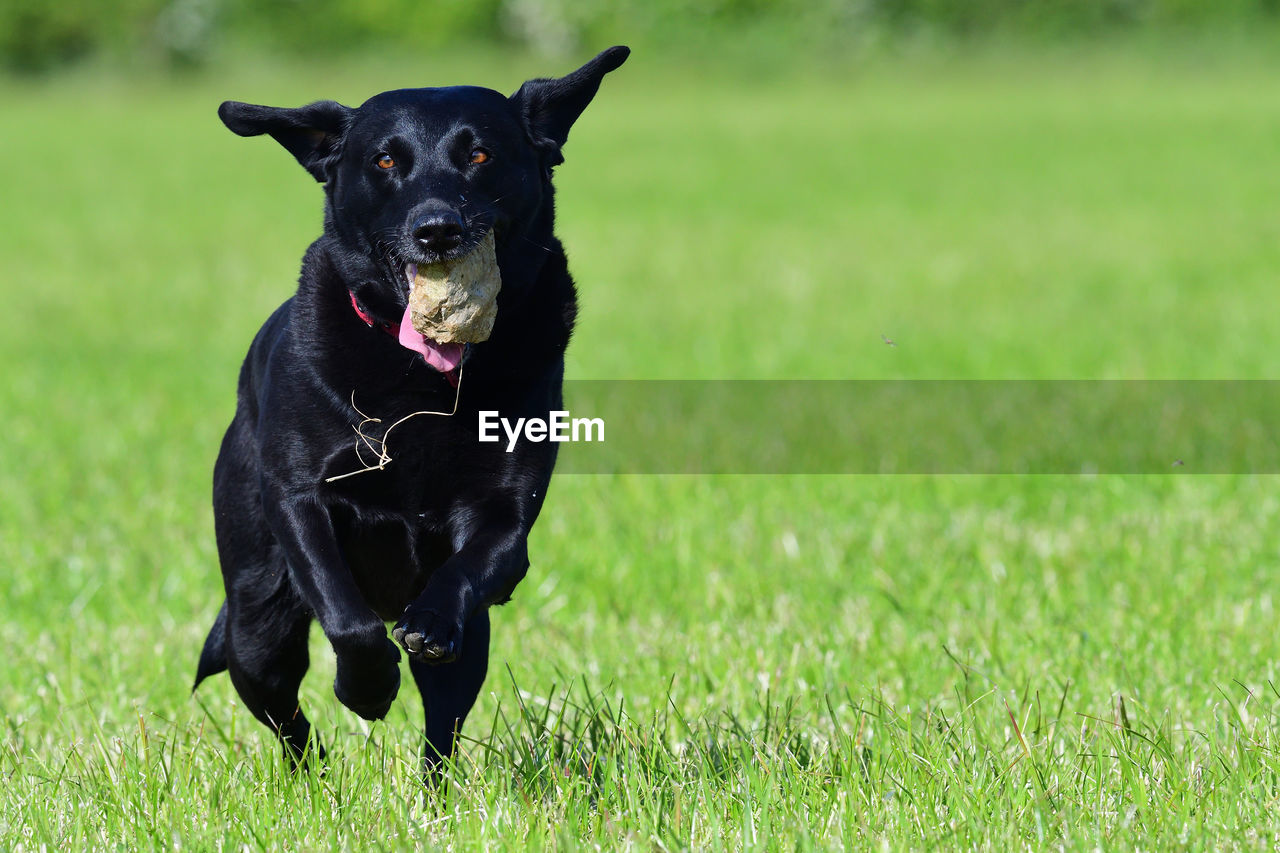 Action shot of a young black labrador running through a field with a stone in it's mouth