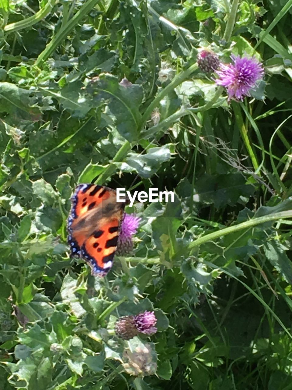 HIGH ANGLE VIEW OF BUTTERFLY ON FLOWER