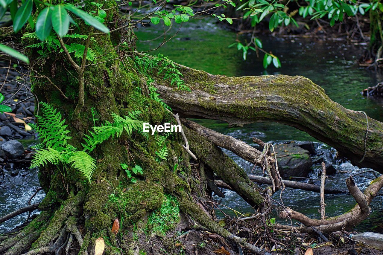 DEAD TREE IN FOREST