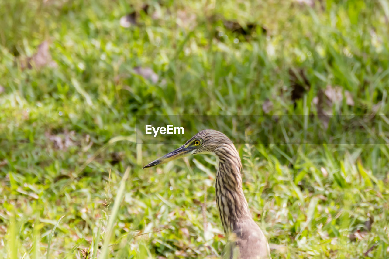 CLOSE-UP OF BIRD ON GRASS