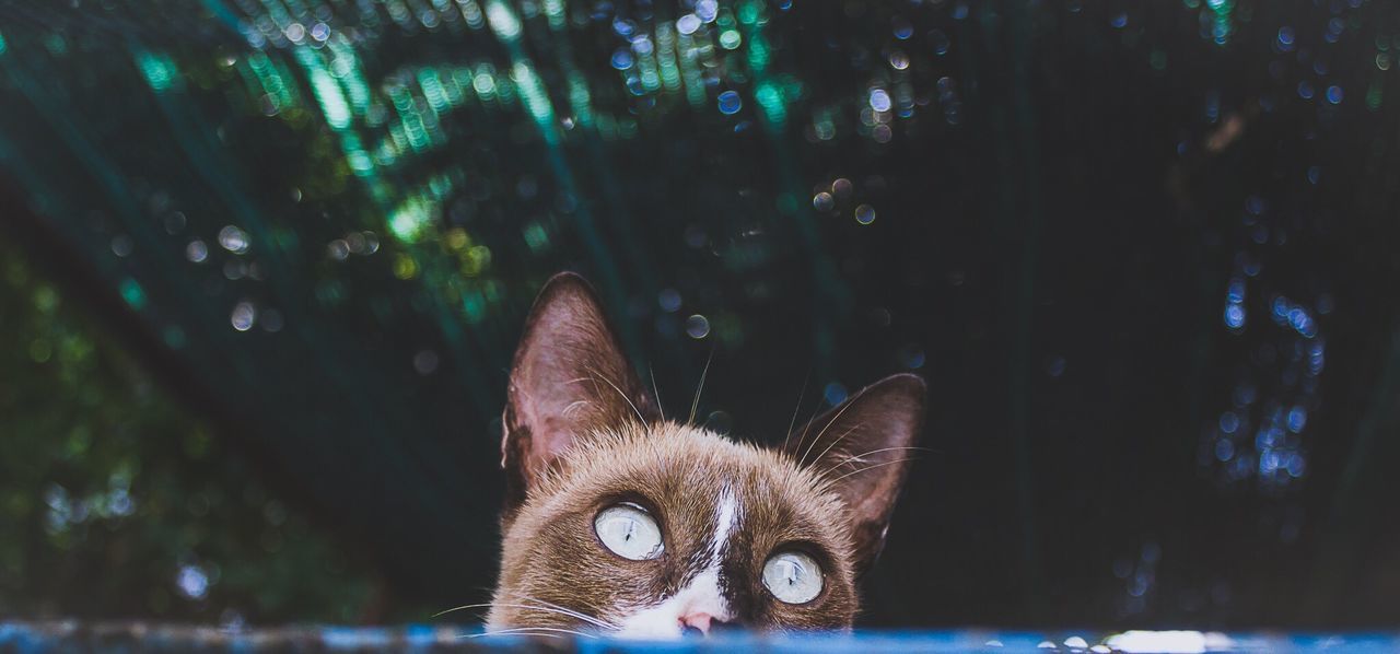 Close-up portrait of cat against trees