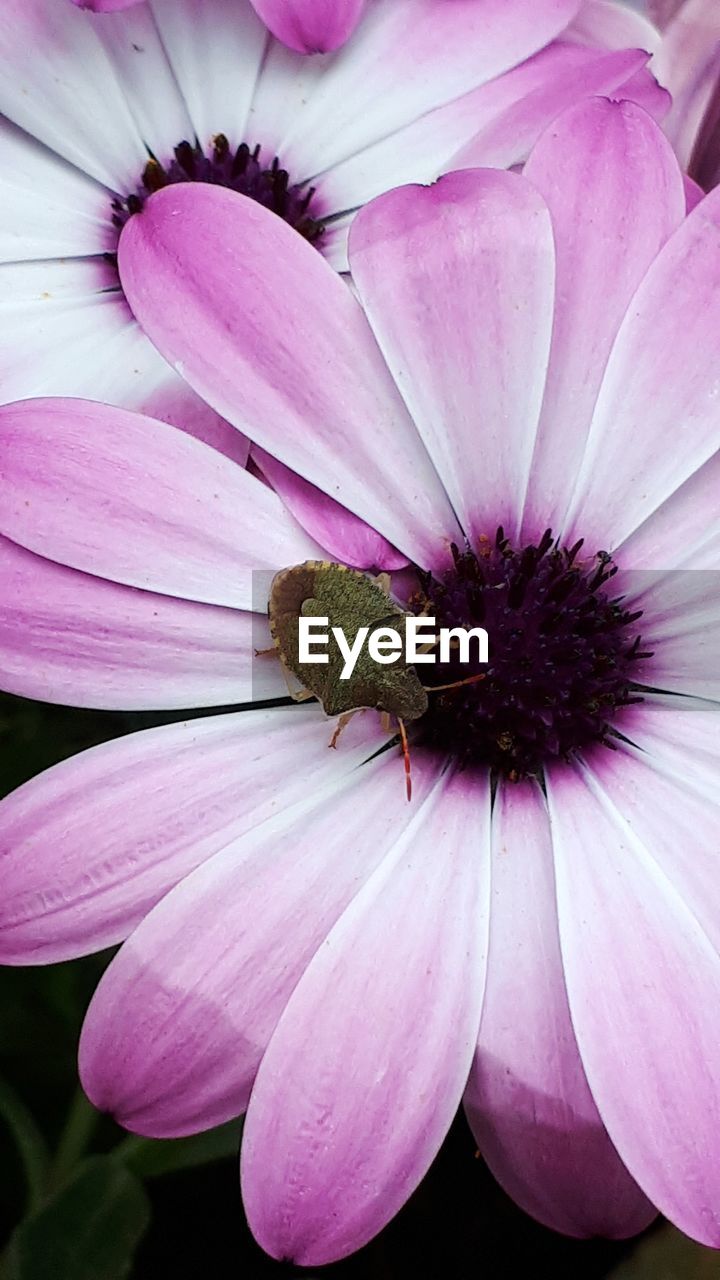 CLOSE-UP OF PINK FLOWER POLLEN