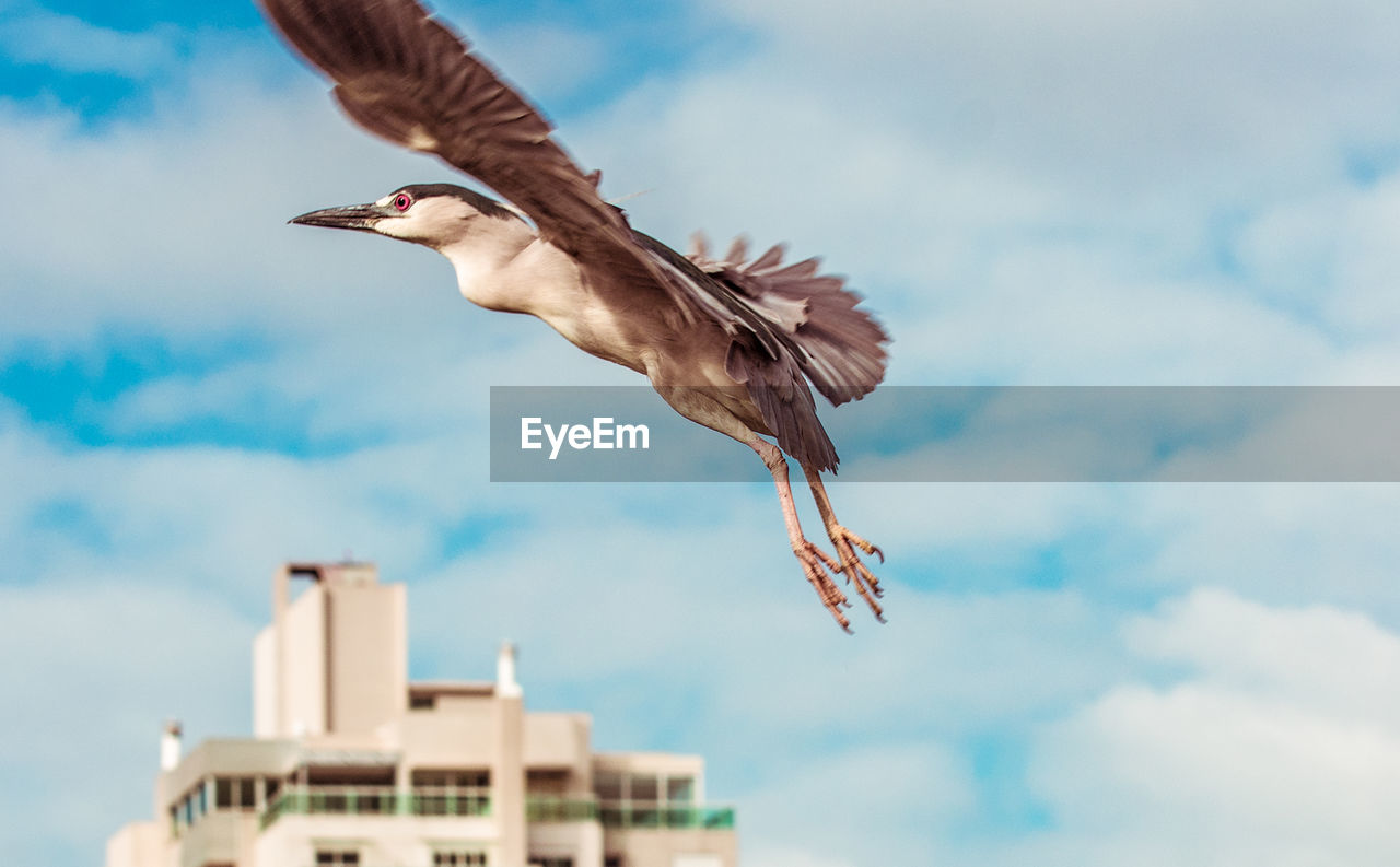 LOW ANGLE VIEW OF BIRD FLYING