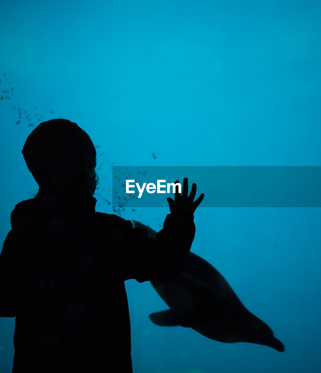 Silhouette of child standing by fish in aquarium