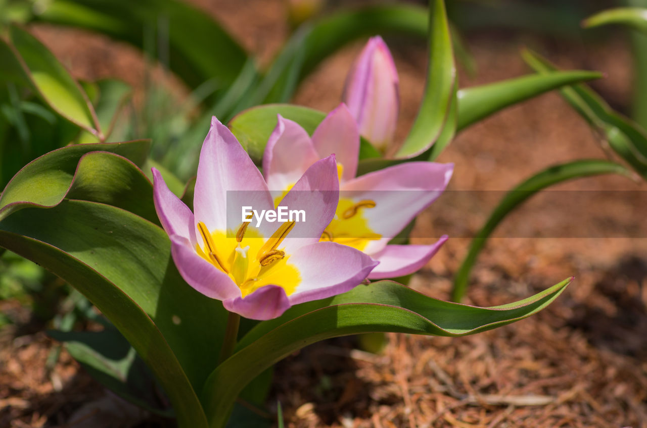 Close-up of pink flower blooming outdoors