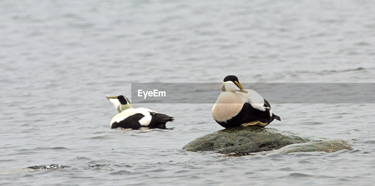 BIRDS SWIMMING IN LAKE