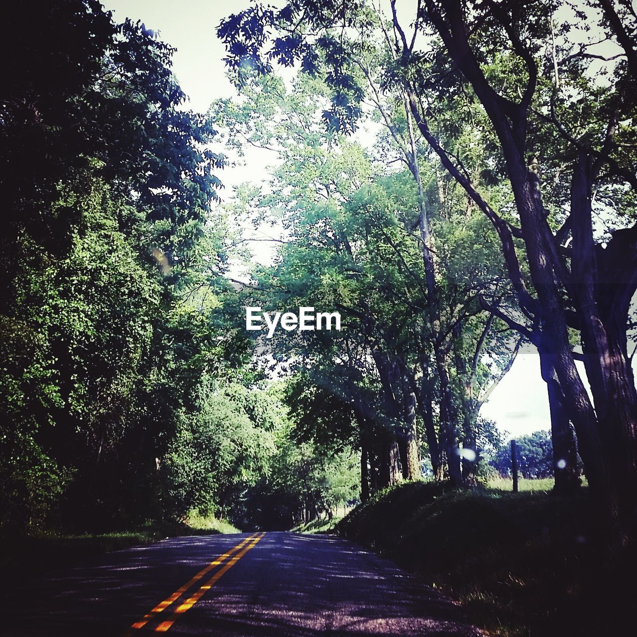 ROAD PASSING THROUGH TREES