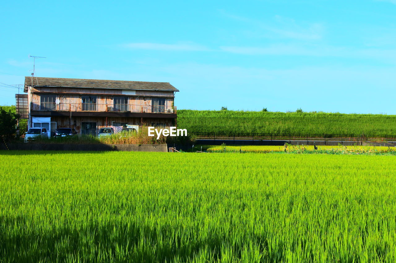 paddy field, field, plant, rural scene, agriculture, landscape, green, land, architecture, sky, rural area, built structure, farm, crop, nature, growth, building exterior, grass, plain, grassland, building, rice, environment, cereal plant, meadow, pasture, no people, house, rice paddy, beauty in nature, day, scenics - nature, prairie, outdoors, residential district, tranquility, tranquil scene, rice - food staple, tree, blue