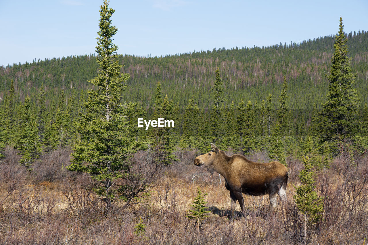 Moose in a field