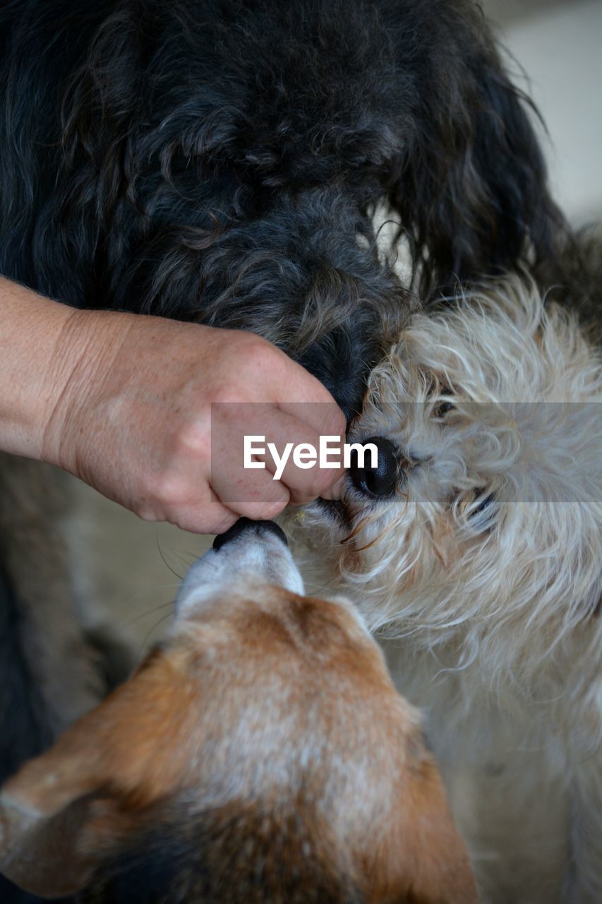 Close-up of hand feeding three dogs